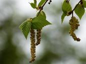 birch-leaves-branches-green-113621.jpg