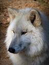 wolf-wild-animal-predator-1227216.jpg