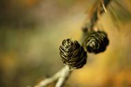 larch-cones-tap-nature-green-648614.jpg