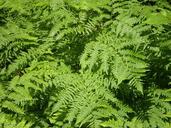 ferns-bracken-greenery-greens-71309.jpg