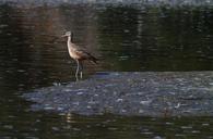 sandpiper-marsh-bird-bird-water-985591.jpg