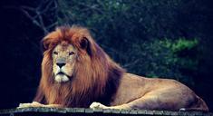 lion-king-jungle-mane-490732.jpg