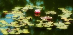 water-lily-pond-aquatic-plant-664087.jpg