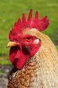 rooster-cock-animal-farm-698570.jpg