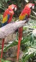 macaw-parrots-birds-tropical-77489.jpg