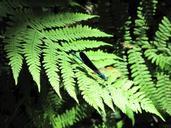 pyrenees-ferns-dragonfly-butterfly-1006868.jpg