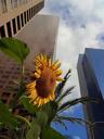 Downtown Los Angeles skyscrapers.jpg