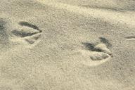 trace-footprints-butterwort-beach-361144.jpg