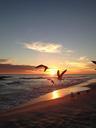 seagulls-sunset-beach-sea-sky-500552.jpg