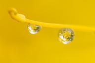 Water_droplets_on_bladderpod_(Peritoma_arborea)_blooming_in_Wilson_Canyon,_January_2015.jpg