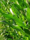 corn-leaves-corn-leaves-green-58647.jpg