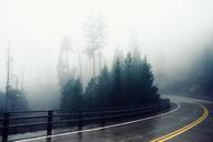 road-curve-wet-rainy-forest-fog-569013.jpg