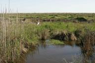 Marsh area scenic.jpg