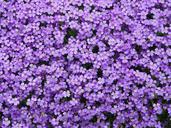 blue-pillow-aubrieta-aubrietien-52185.jpg