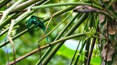 chameleon-reunion-island-twigs-521188.jpg