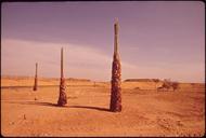 SAGUARO_CACTUS_IN_PEER_VALLEY,_SITE_OF_PHOENIX'S_NEW_SANITARY_LANDFILL_-_NARA_-_544019.tif