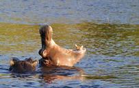 hippo-hippopotamus-threaten-river-73150.jpg