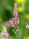 seed-sainfoin-sainfoin-blossom-167414.jpg