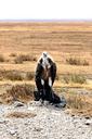 vulture-raptor-steppe-plumage-bird-1013525.jpg