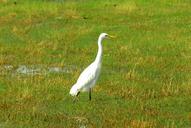 egret-white-bird-elegant-animal-389031.jpg