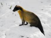 marten-yellow-throated-marten-1160870.jpg