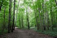 dark-forest-and-a-road.jpg