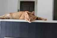 office-cat-pets-280866.jpg