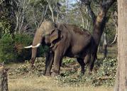 elephant-india-tusker-animal-597460.jpg