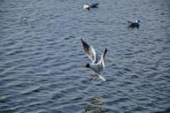 seagull-bird-flight-nature-wings-1429090.jpg