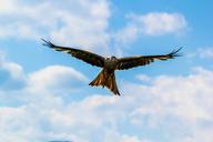 flight-eagle-birds-393505.jpg