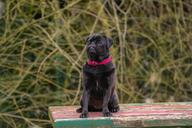 dog-out-pug-black-black-pug-1407602.jpg