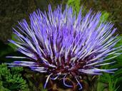 artichoke-flower-plant-macro-1091247.jpg