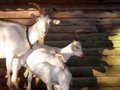 goats-billy-goat-animals-331475.jpg