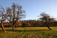 orchard-autumn-nature-landscape-558003.jpg