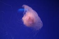 aquarium-jellyfish-sea-368046.jpg