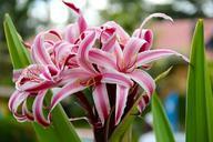 lily-blossom-bloom-flower-nature-1028023.jpg