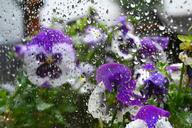 violet-rain-window-flowers-1548432.jpg