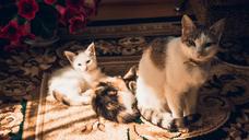 cat-kittens-family-kitten-366930.jpg