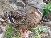 mallard-duck-bird-nature-wildlife-741577.jpg