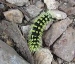 caterpillar-green-green-caterpillar-1582131.jpg