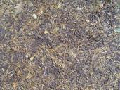 Forest ground wood chips pine needles.jpg