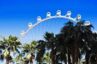 las-vegas-strip-palm-trees-323396.jpg