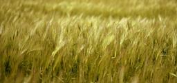 barley-grain-plain-1378181.jpg