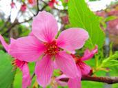 cherry-blossoms-yoshino-y%C4%ABng-flower-683585.jpg