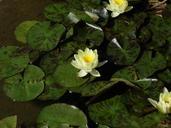 water-lily-plant-flower-pond-486868.jpg