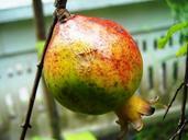 pomegranate-fruit-ants-twig-leaf-279167.jpg