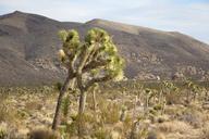 Joshua_tree_and_Belle_Mountain.jpg