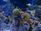 reef-coral-reef-sponges-aquarium-452882.jpg