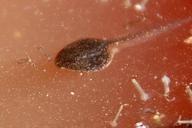 frog-caterpillar-tadpole-487563.jpg