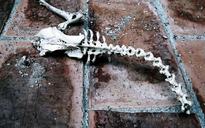 fossil-death-animals-science-368998.jpg